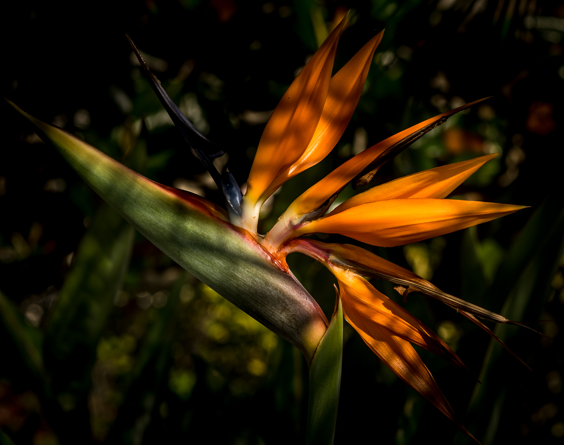 Bird of Paradise by Judy Haran