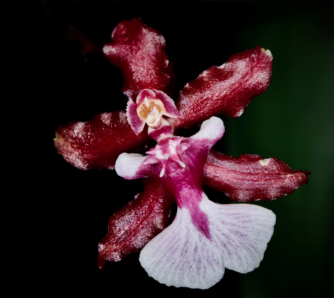 Calanthe Orchid by John Doyle