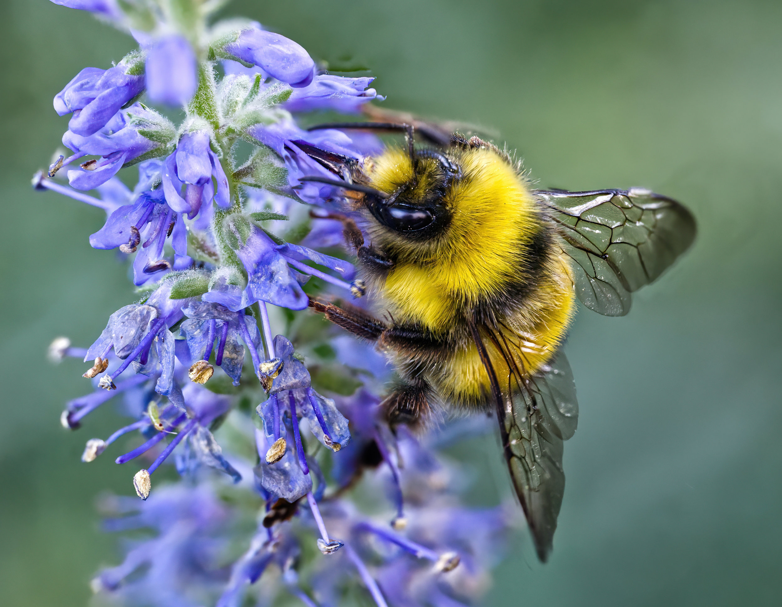 Bumblebee by Stuart Ord