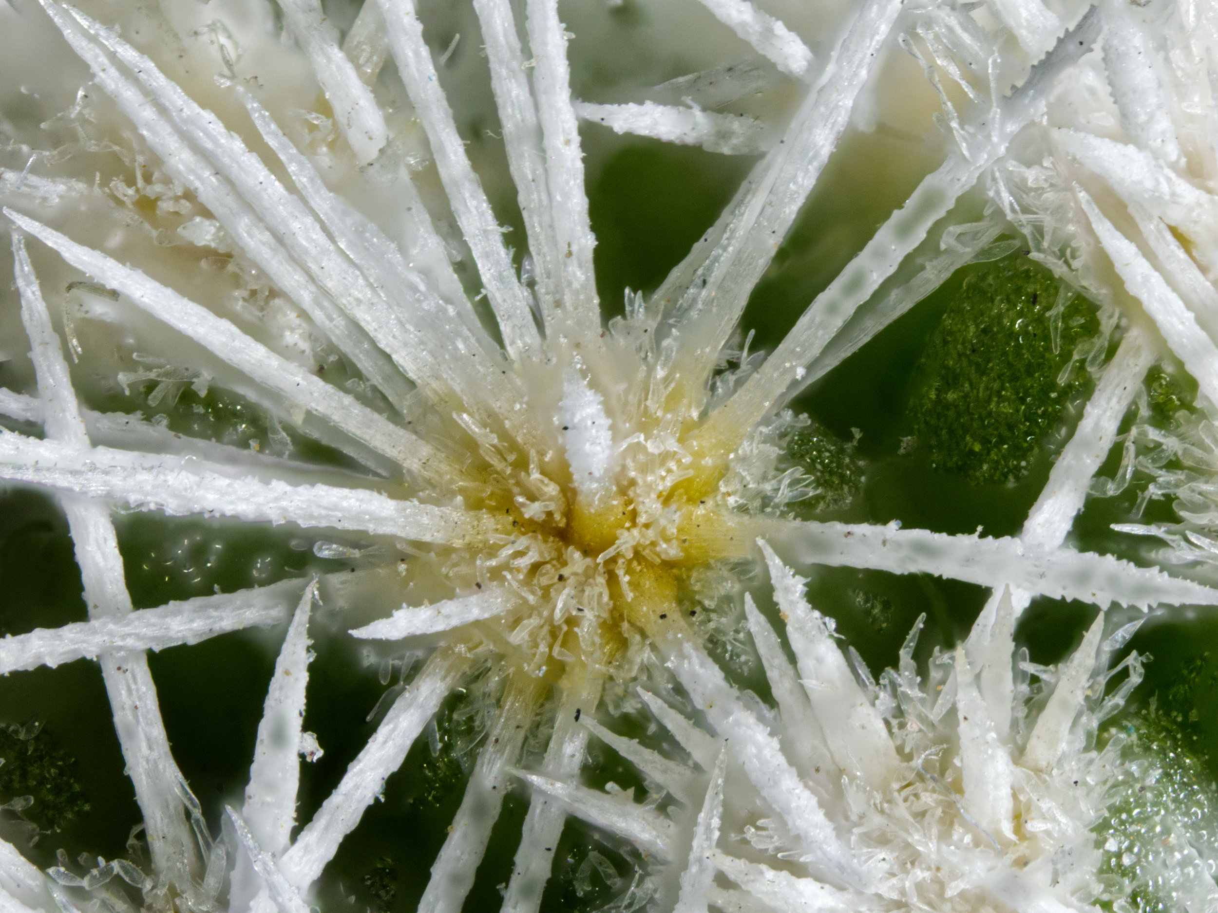 Prickly 2 by Stuart Ord