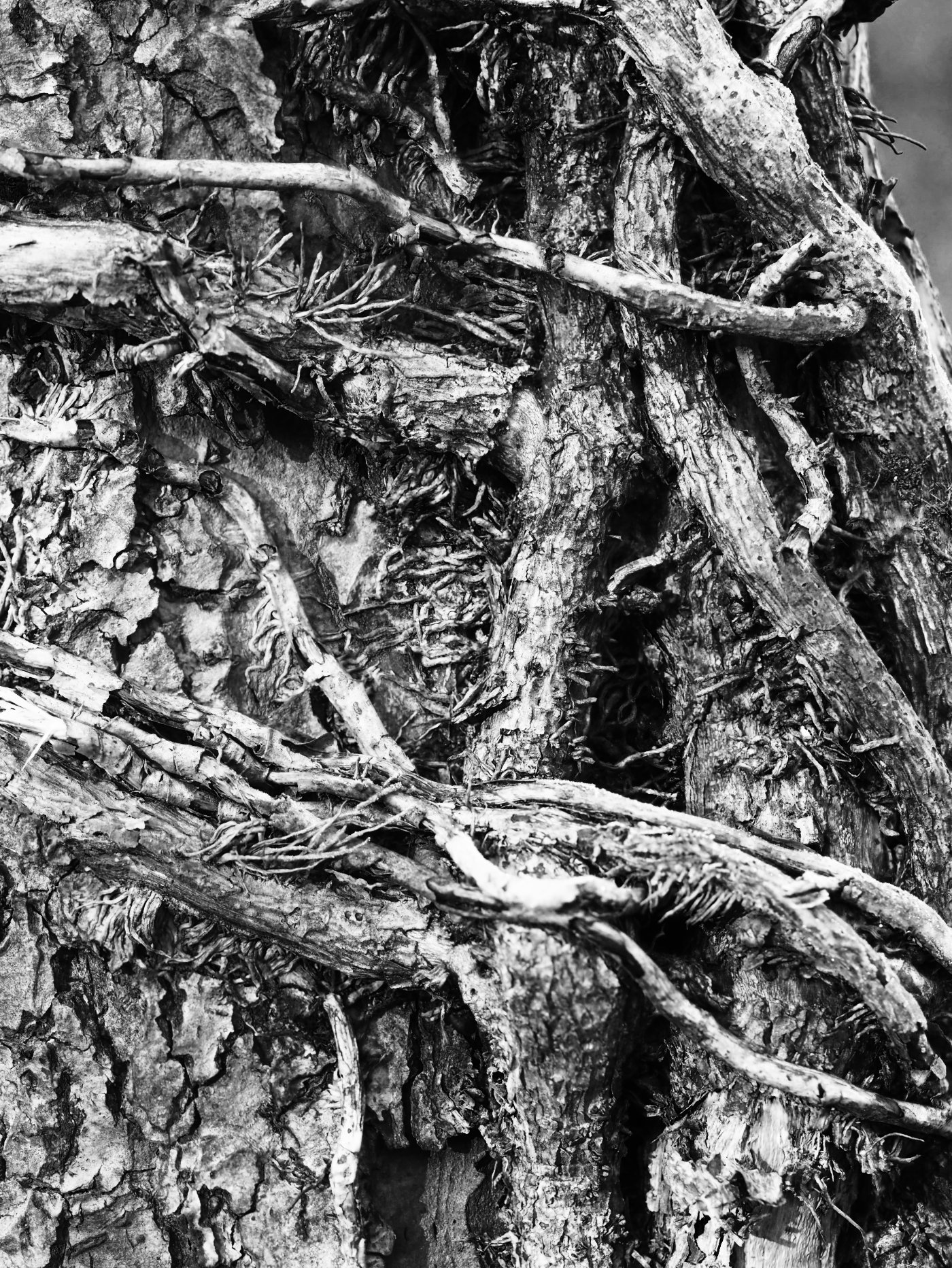 Ivy Stalks