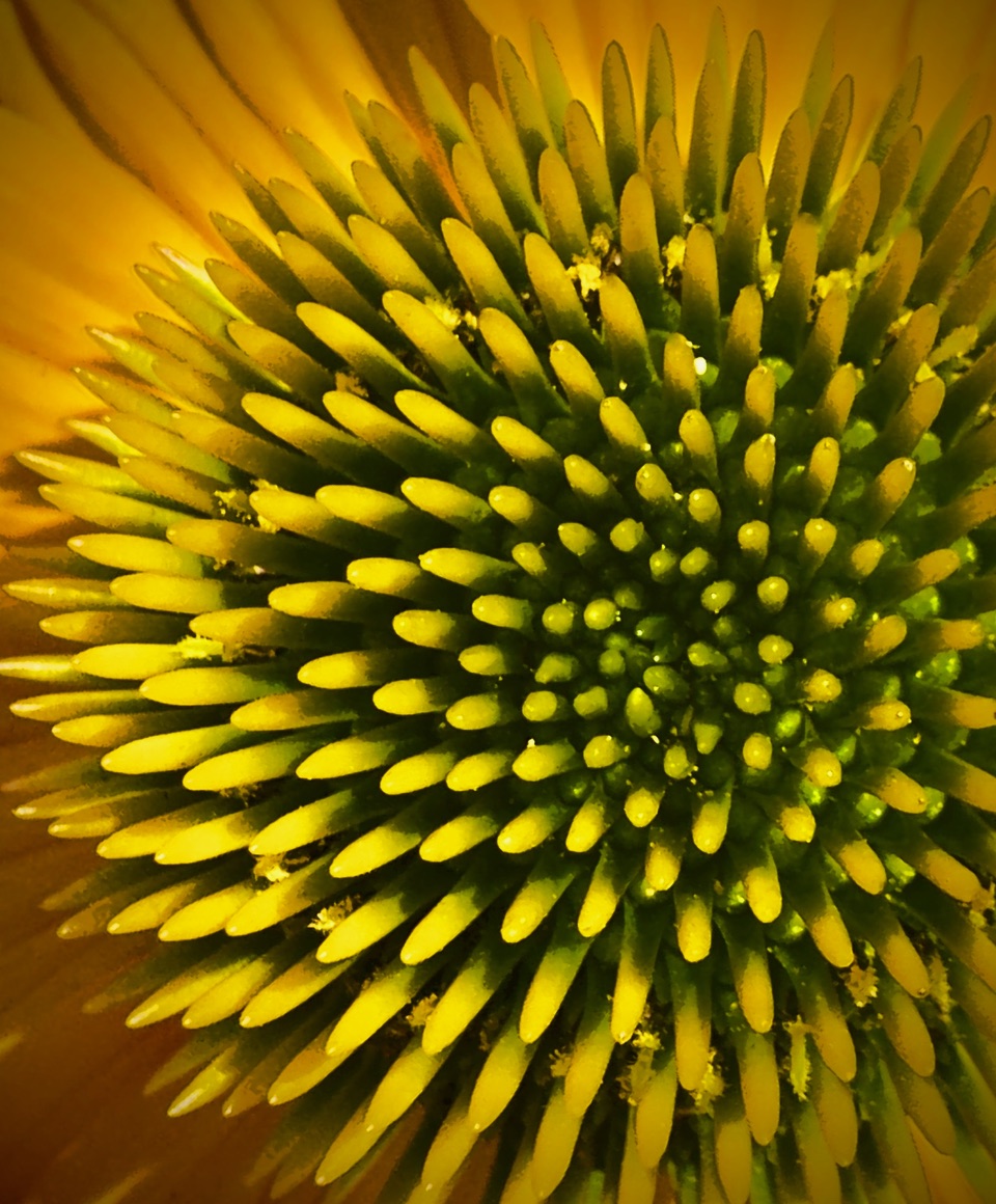 Coneflower by John Doyle