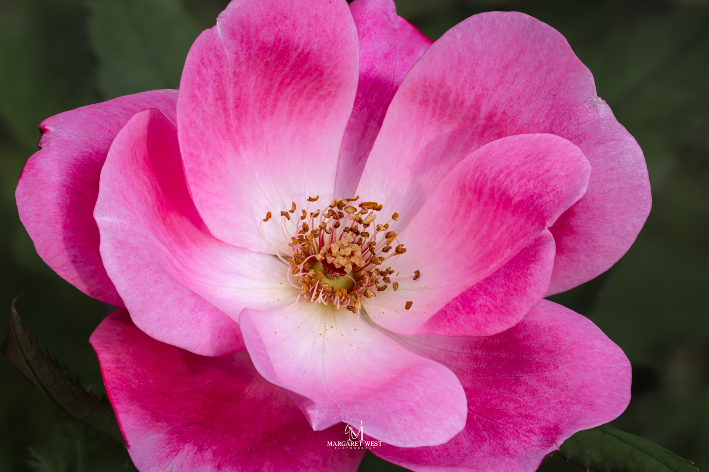 Beauty in my Garden by Margaret West