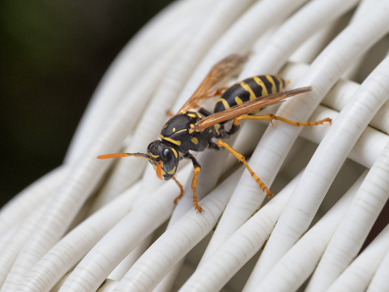 April 2026 - Carol Sheppard