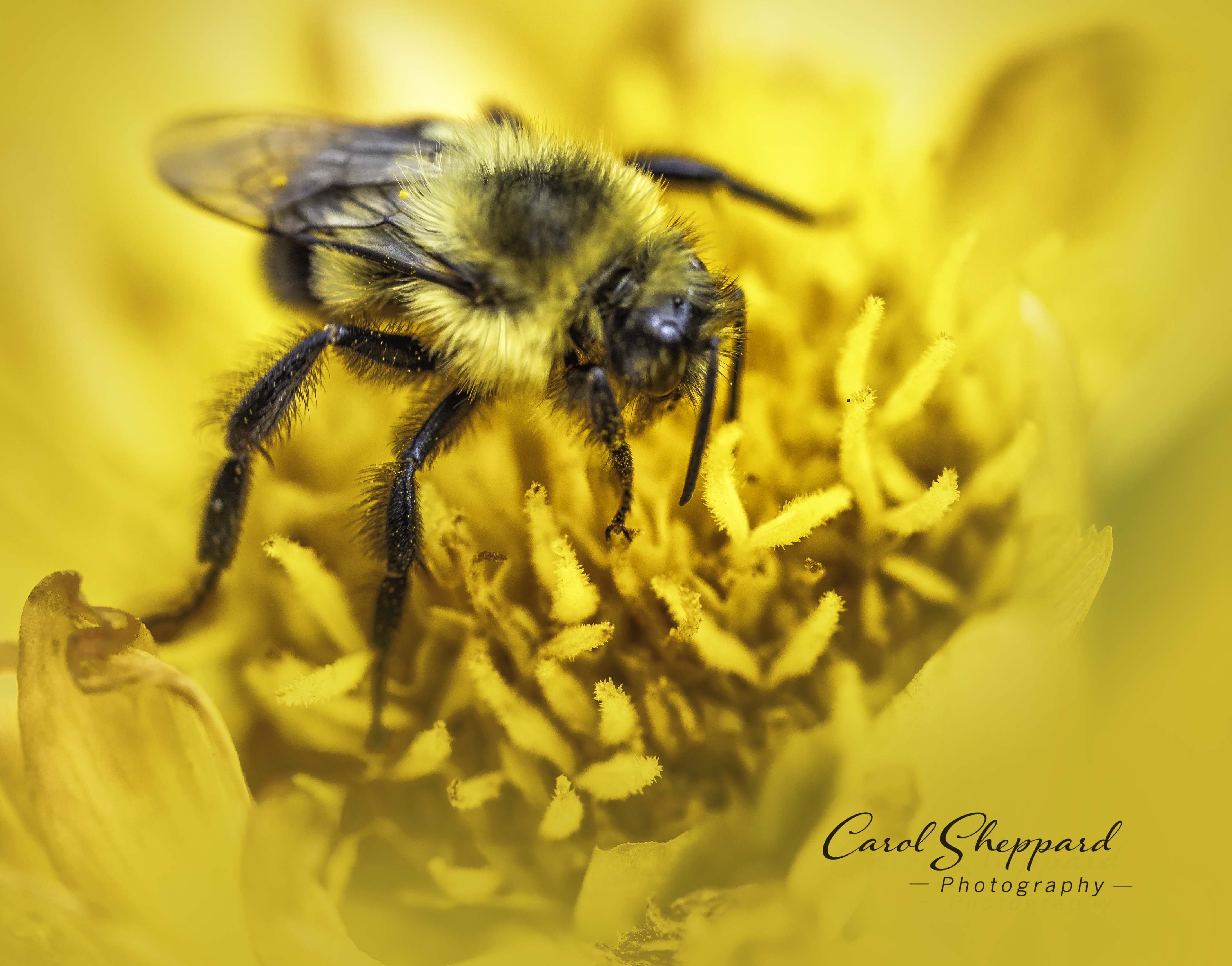 Bee Seeing You by Carol Sheppard