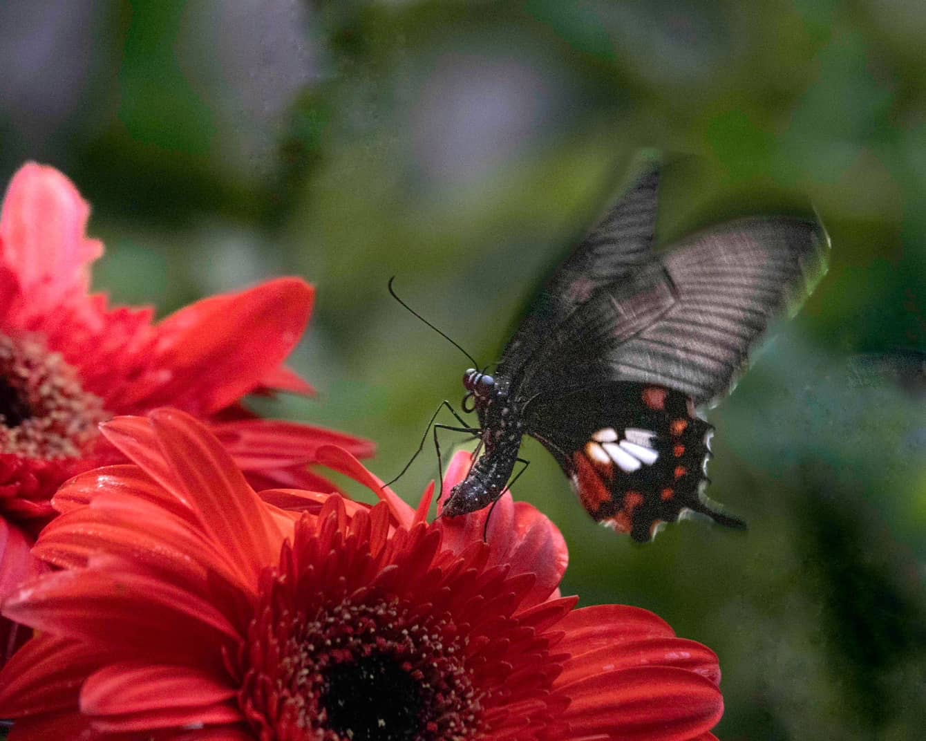 Black on Red by Carol Sheppard