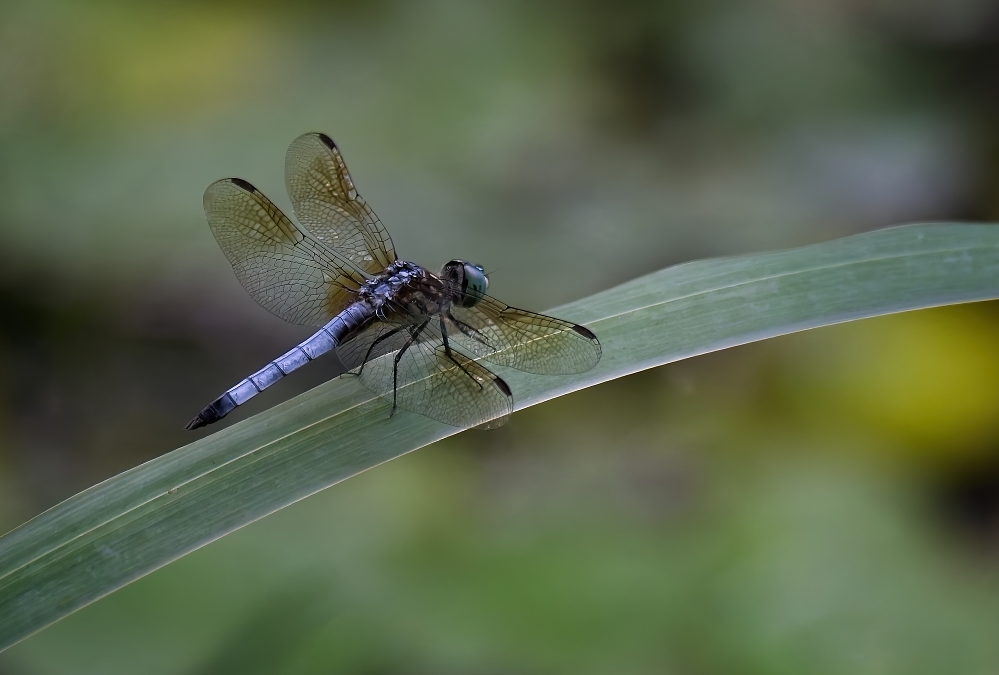 Blue Dasher  by Jeff Fleisher