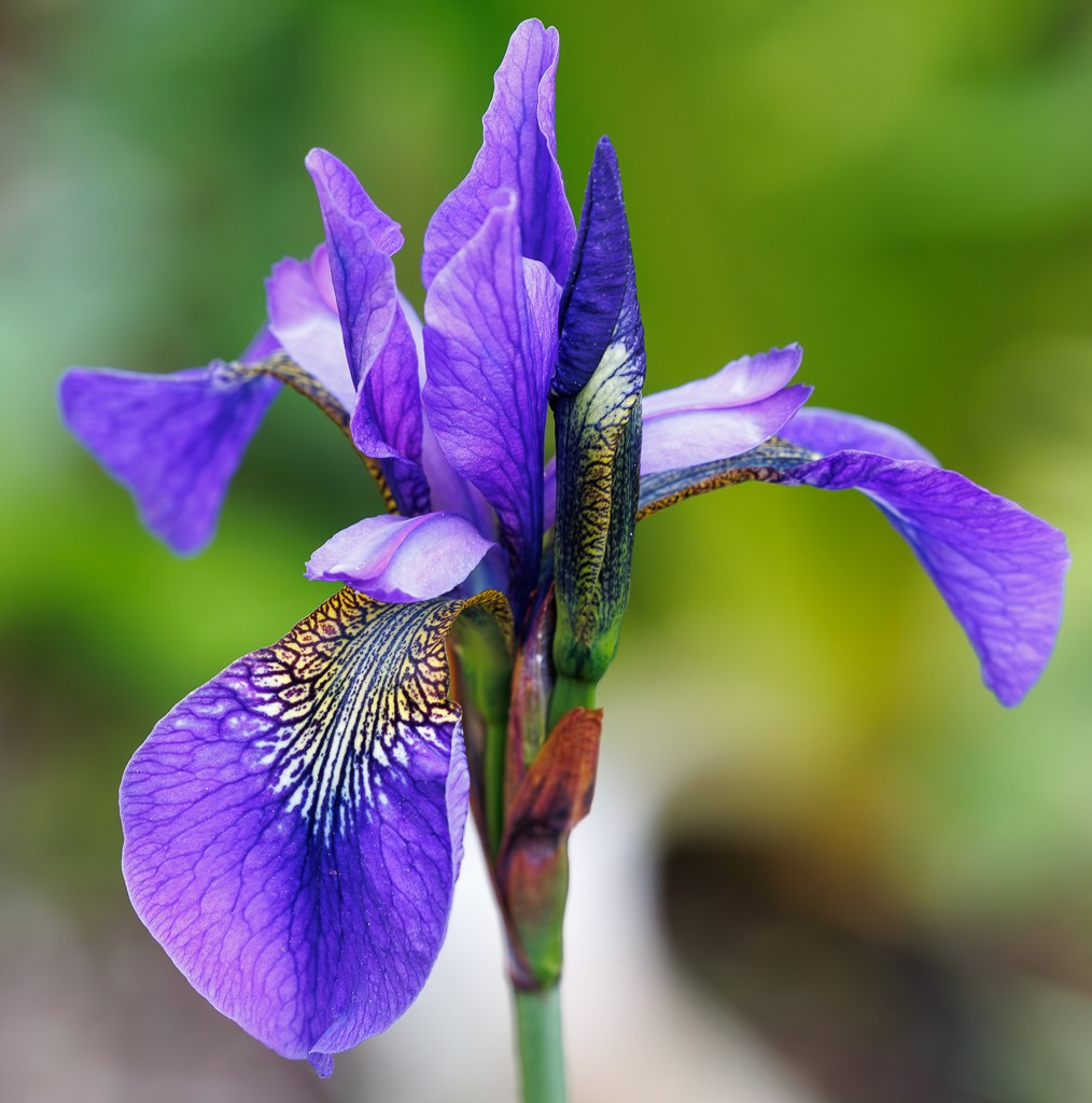 BOTANICAL ART by Gloria Grandolini