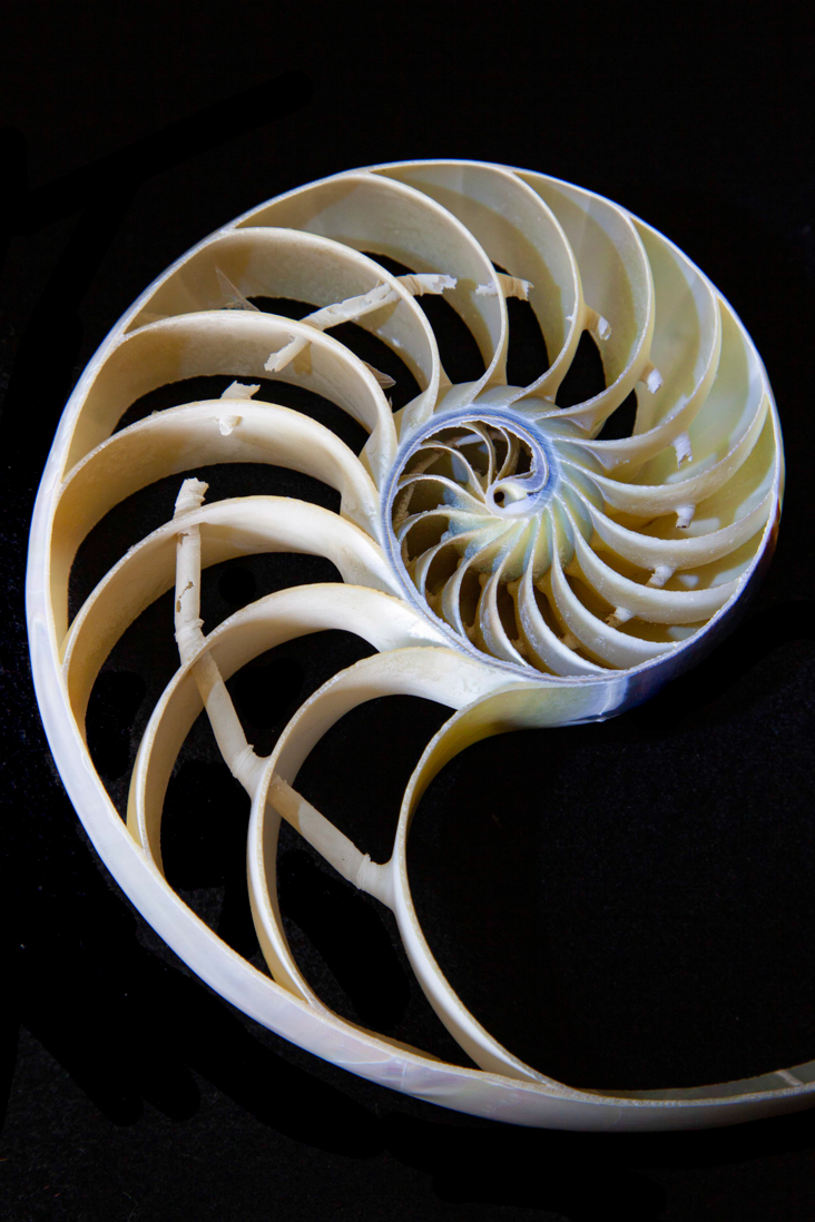 Nautilus