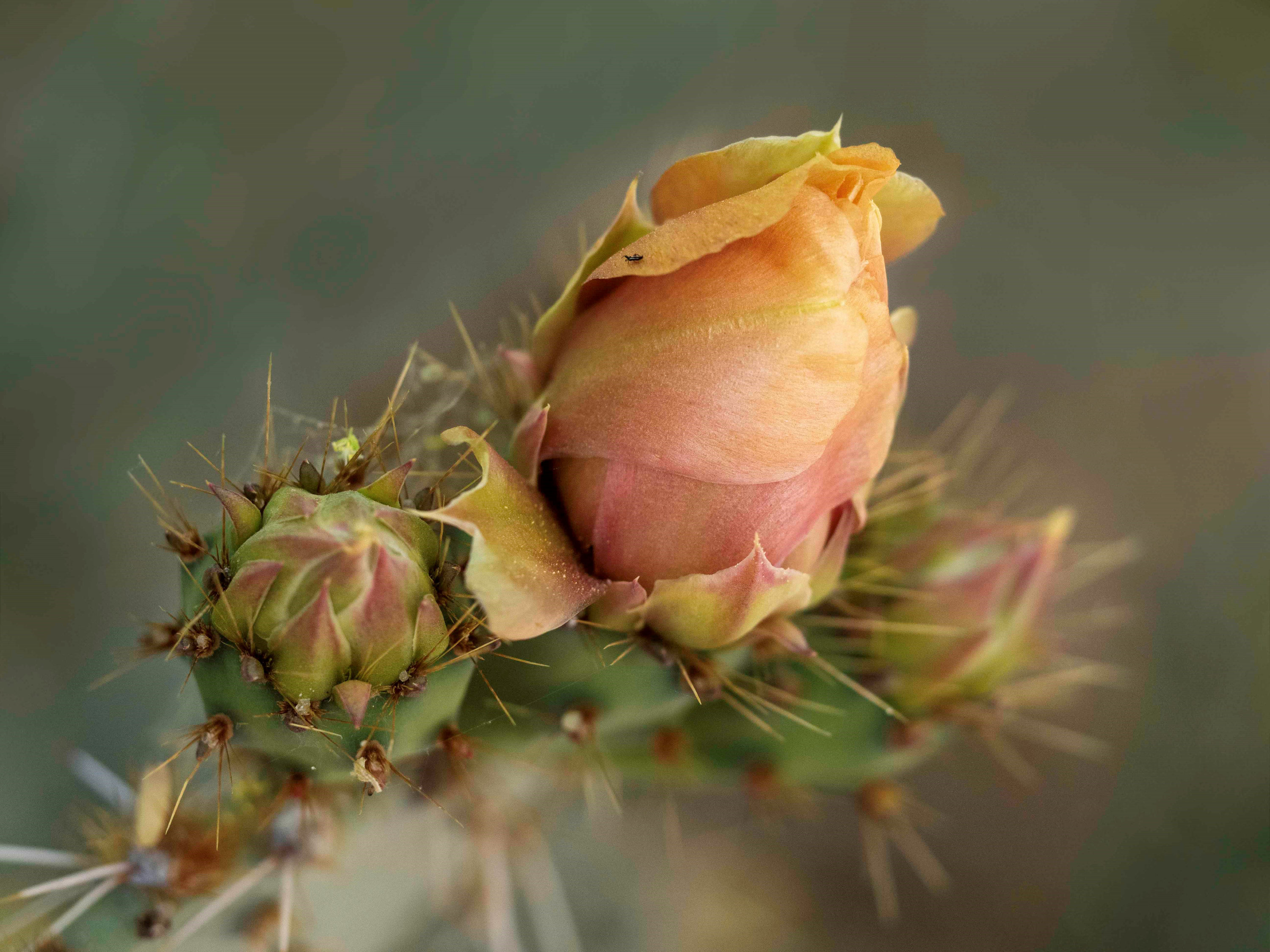 Beautiful but Deadly  by Carol Sheppard