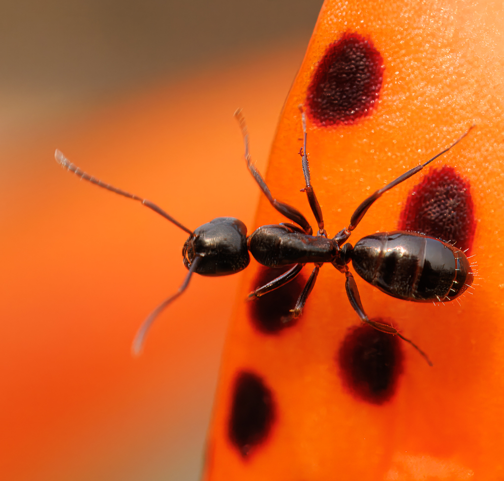 Carpenter Ant on Tiger Lily by Gloria Grandolini