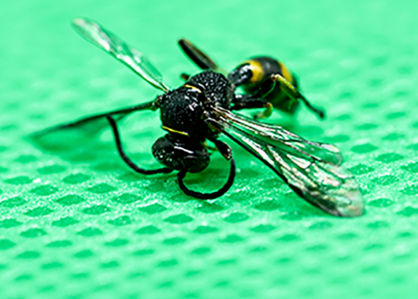 Dry wasp in lightbox by Keith Au