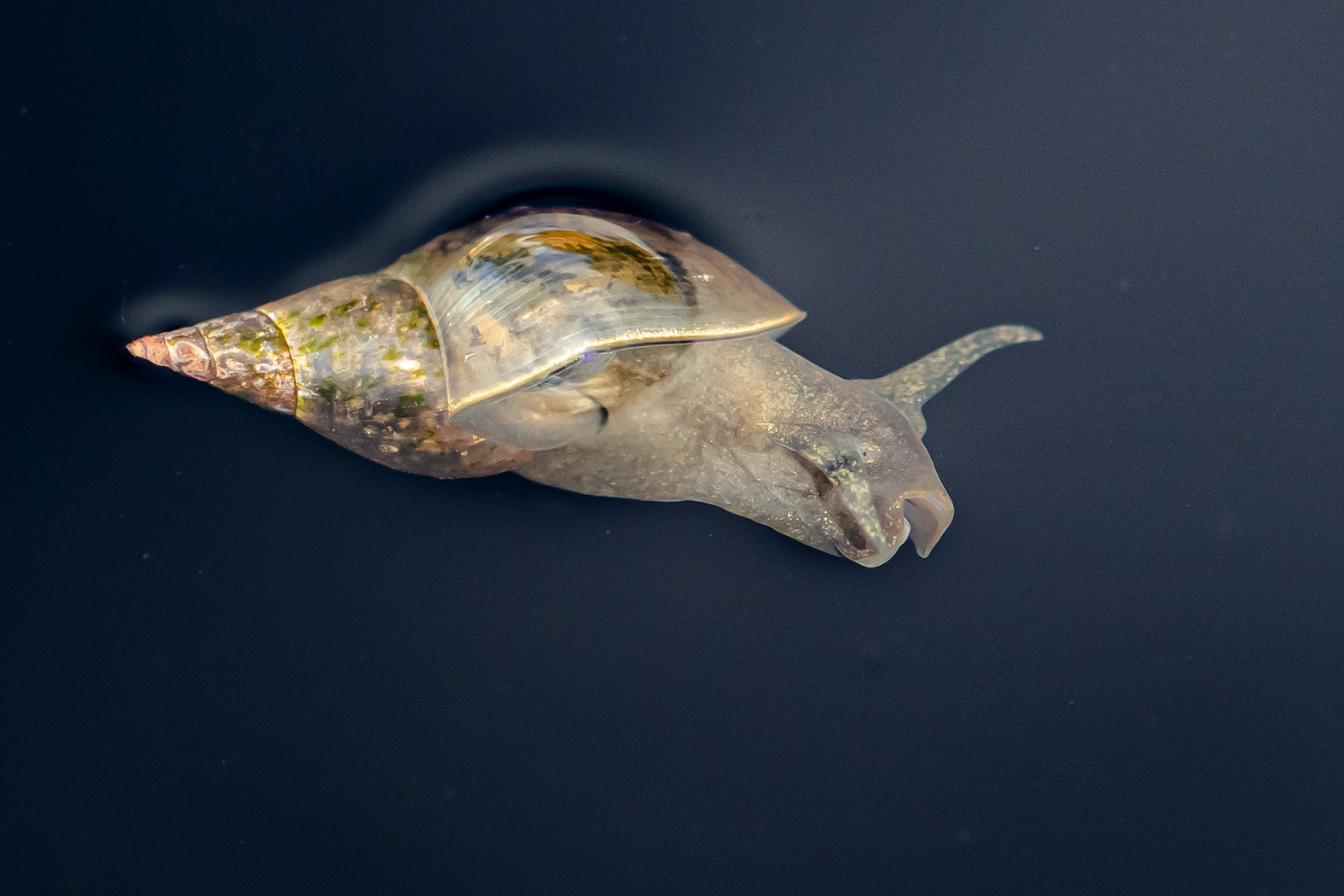 Floating Snail by Keith Au