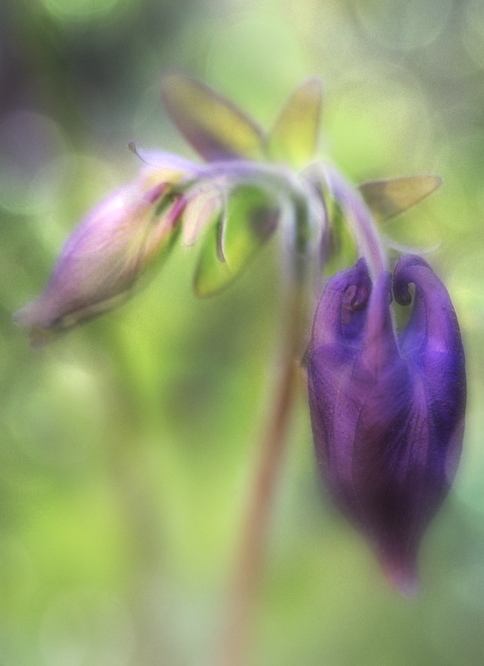 Garden Macro Purple Fantasy