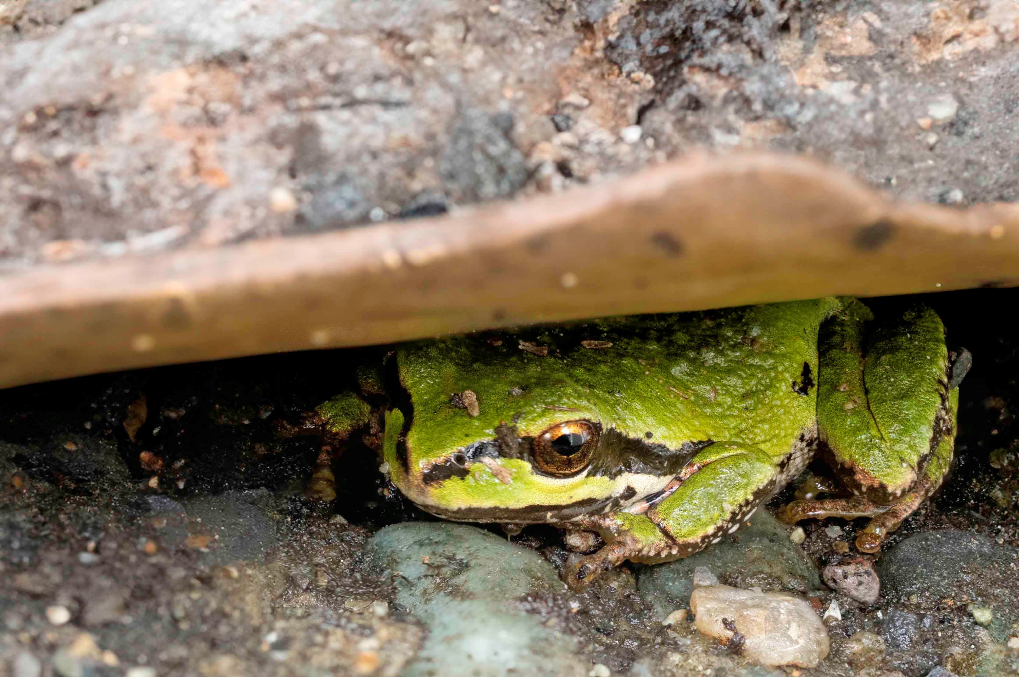 Frog in Hiding by Carol Sheppard