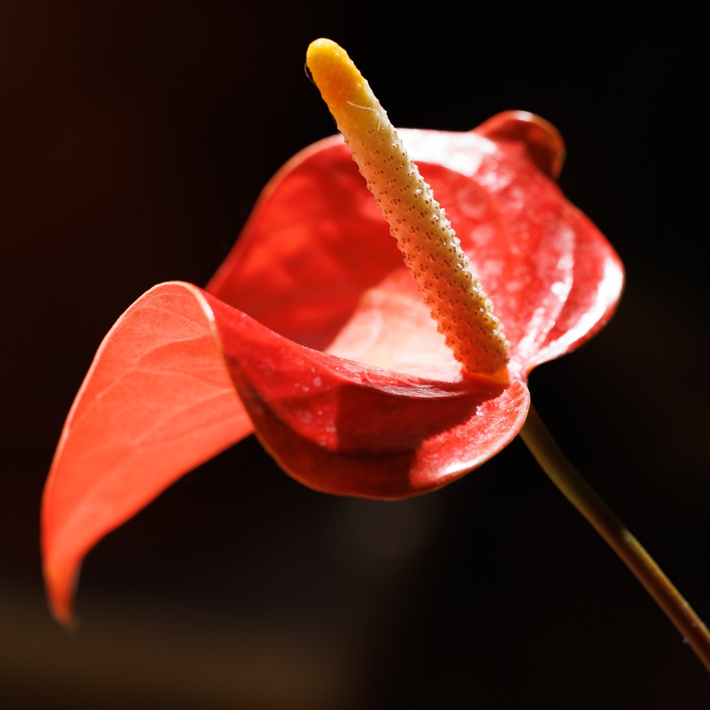 Red On Black by Gloria Grandolini