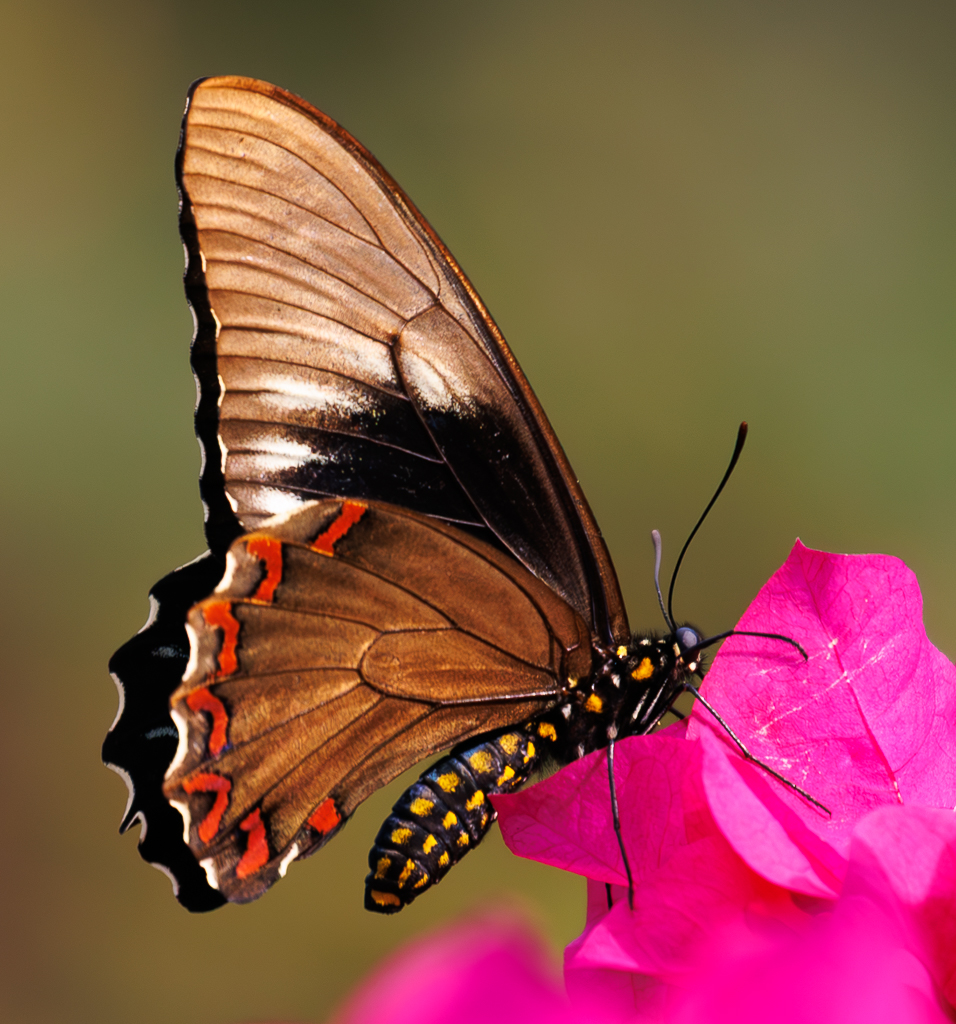 Gold Rim Swallowtail (Battus Polydamas) by Gloria Grandolini