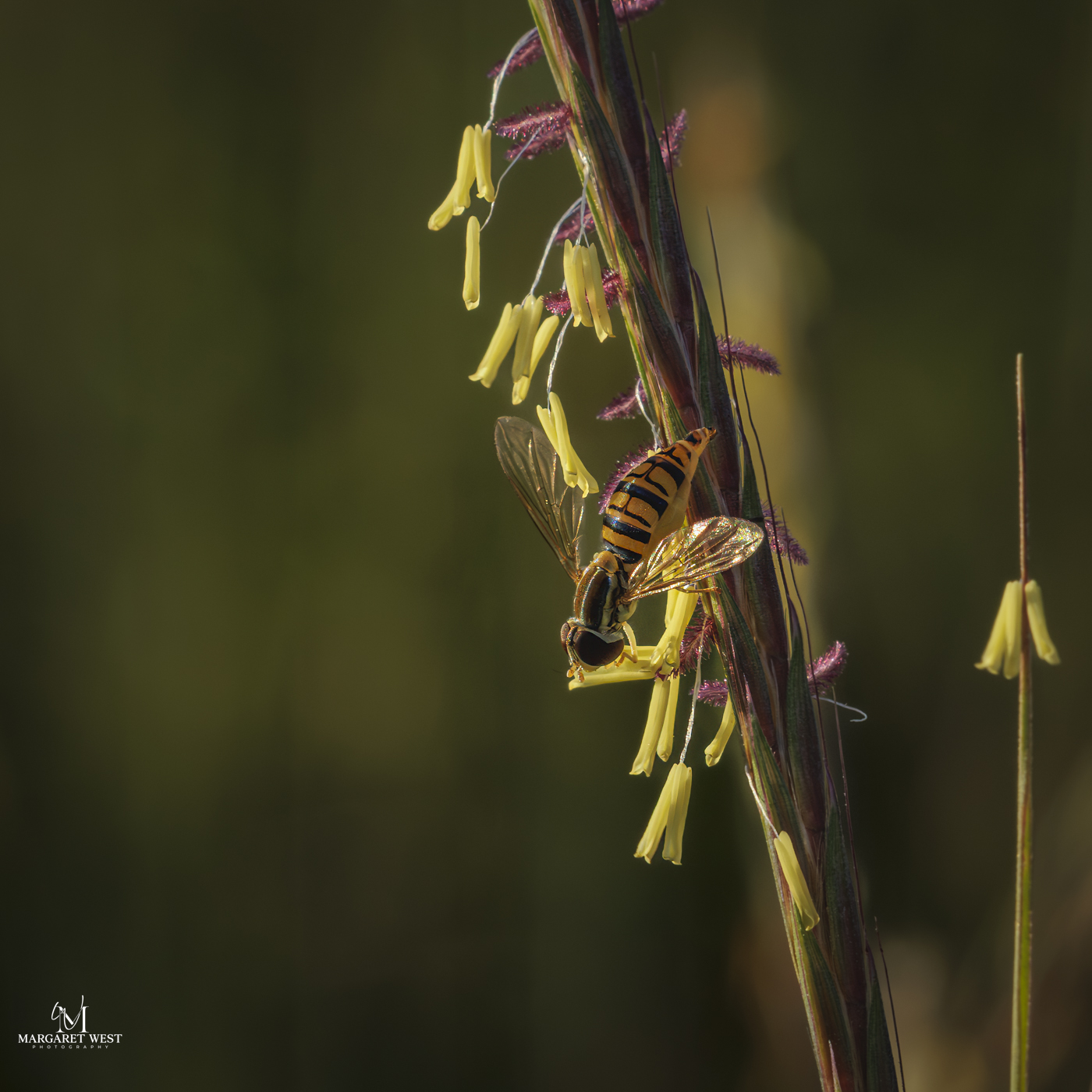 Hover fly by Margaret West