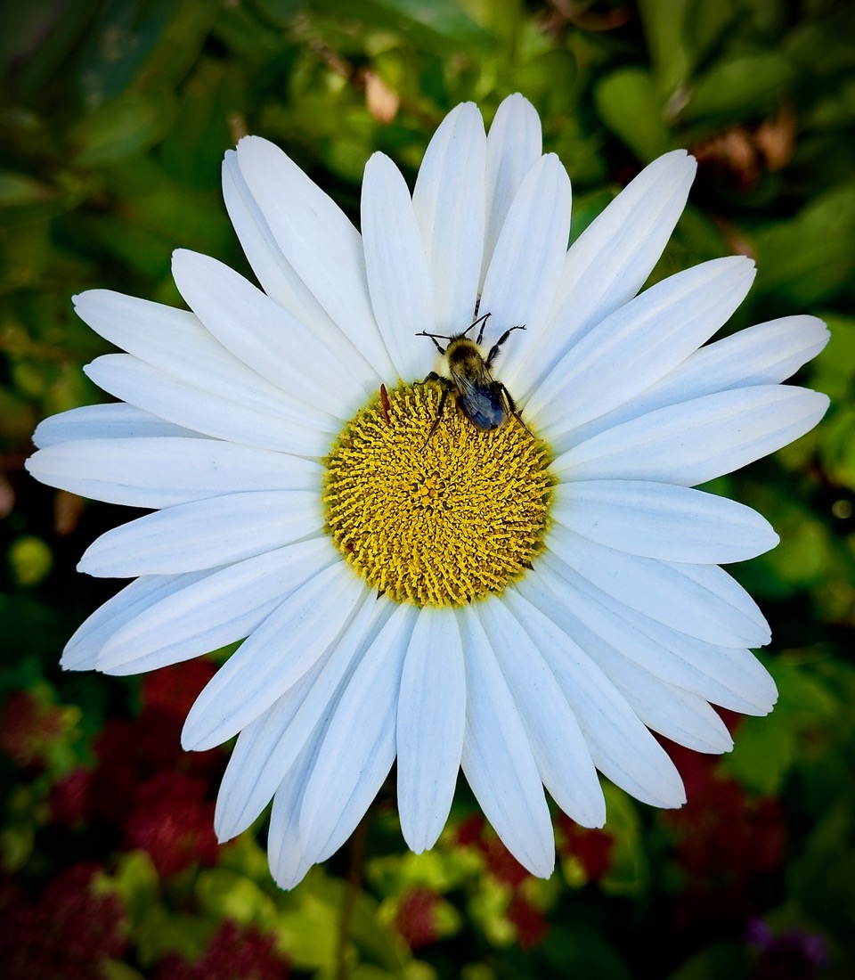 Bee on Daisy