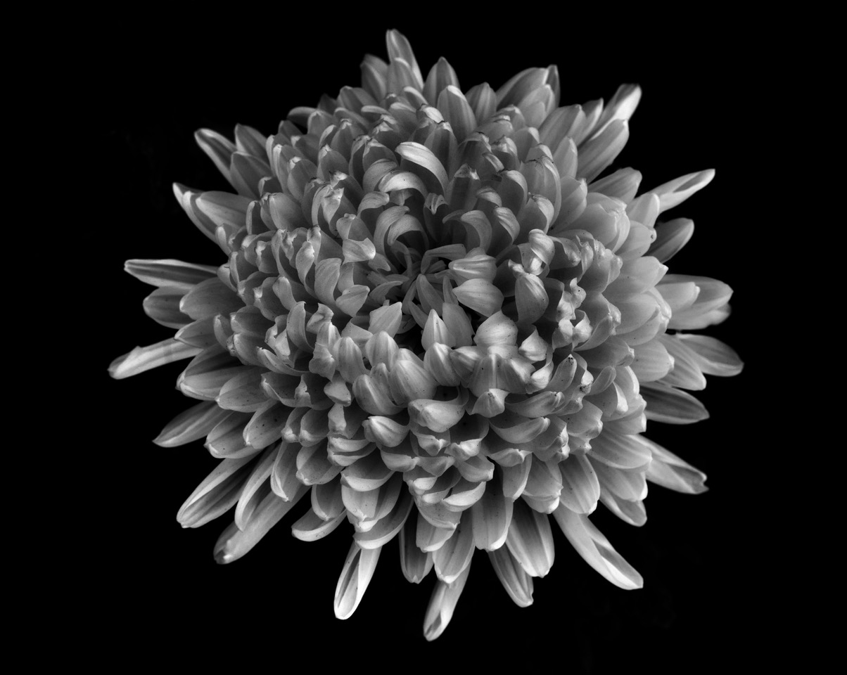 White Kiku by John Doyle