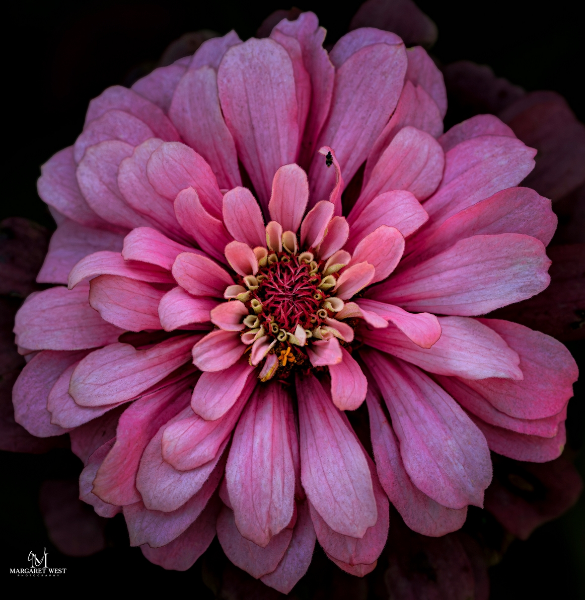 Zinnia by Margaret West