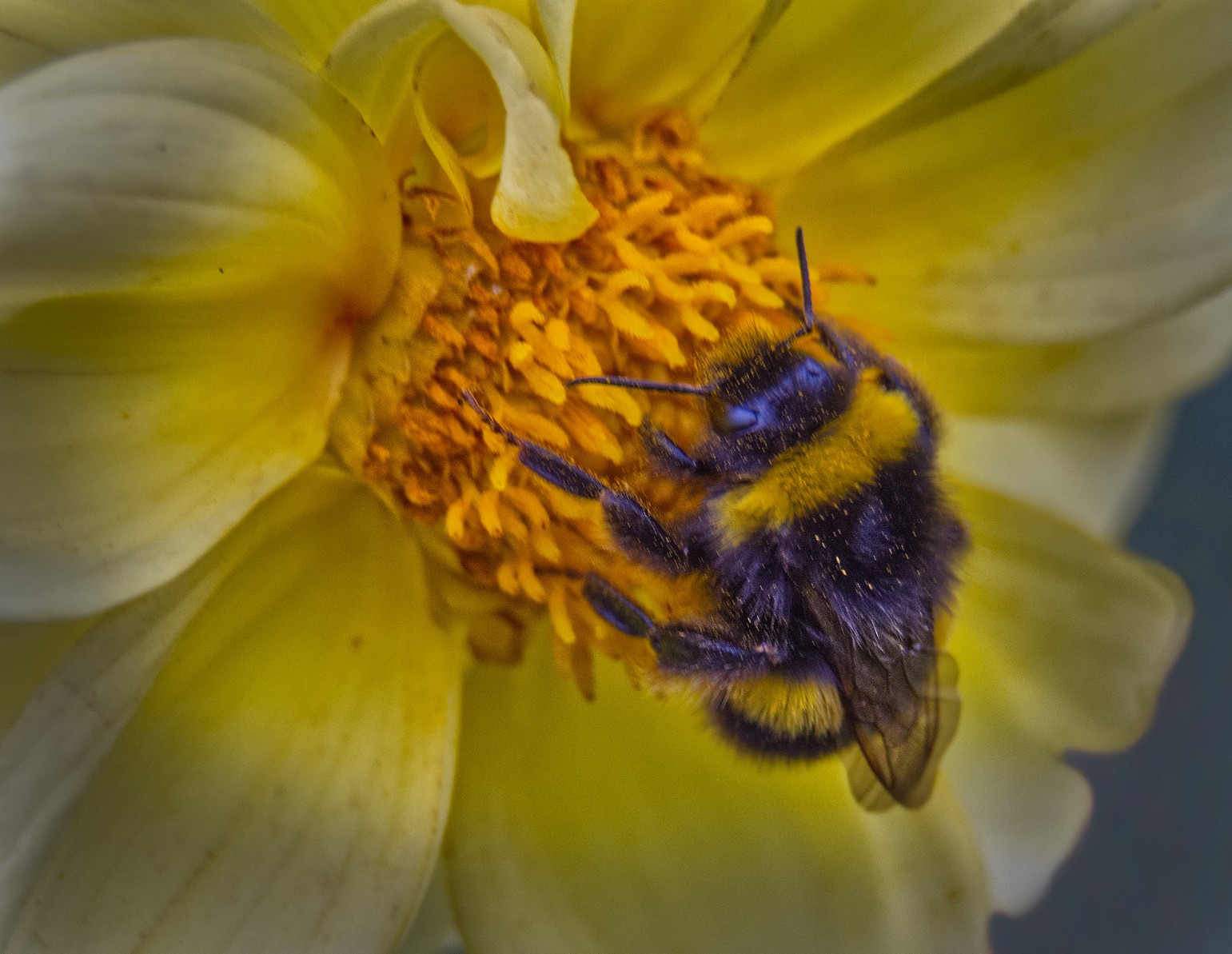 Still bee-vering away by Stuart Ord