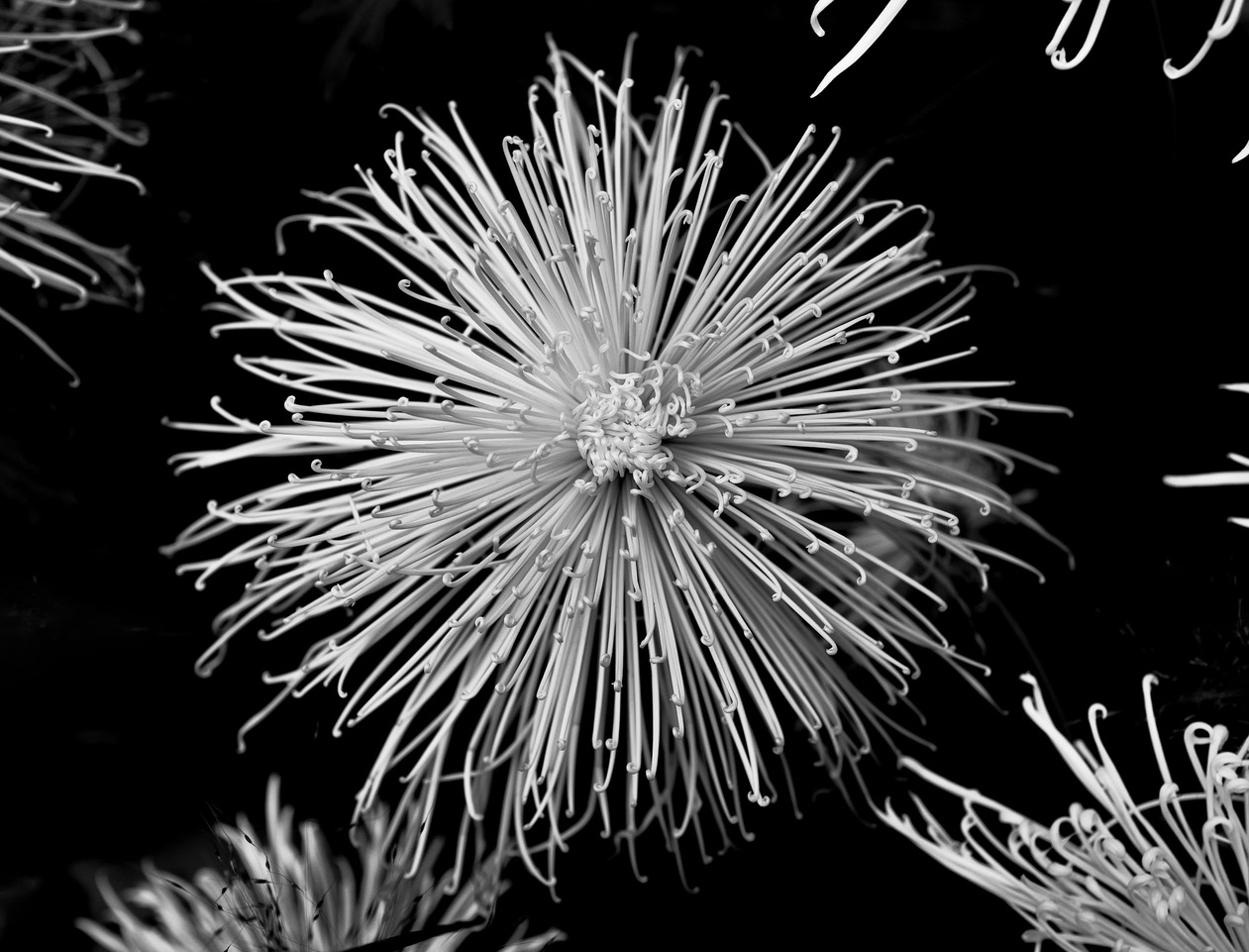 Spider Mum by John Doyle