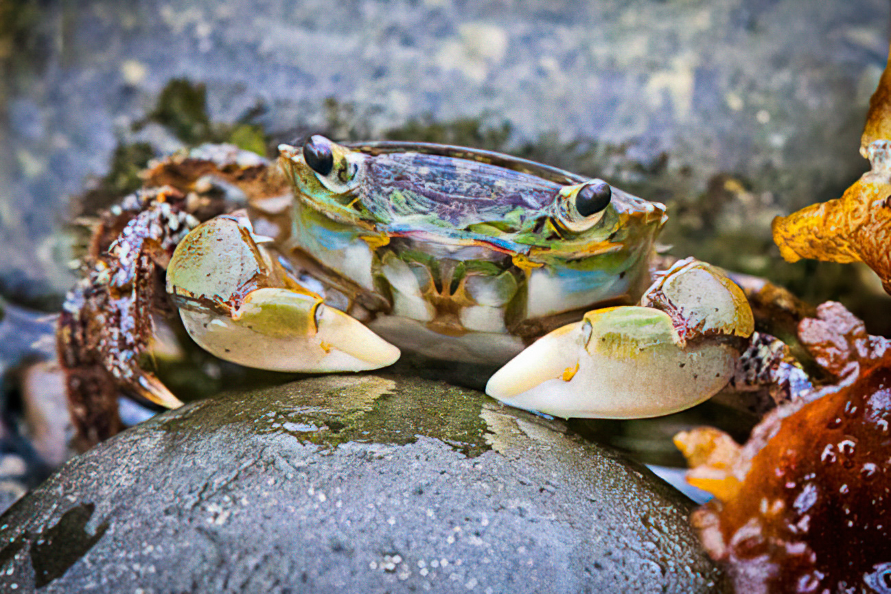 Crab by Carol Sheppard