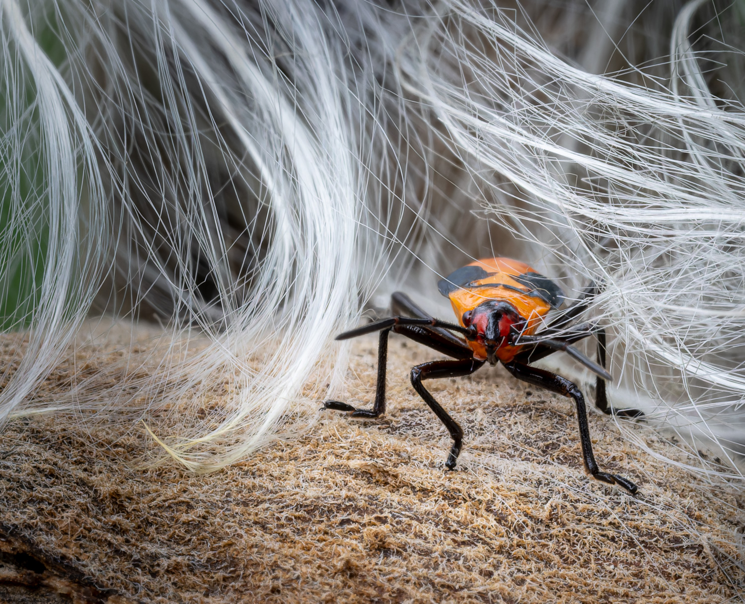 Milkweed Bug