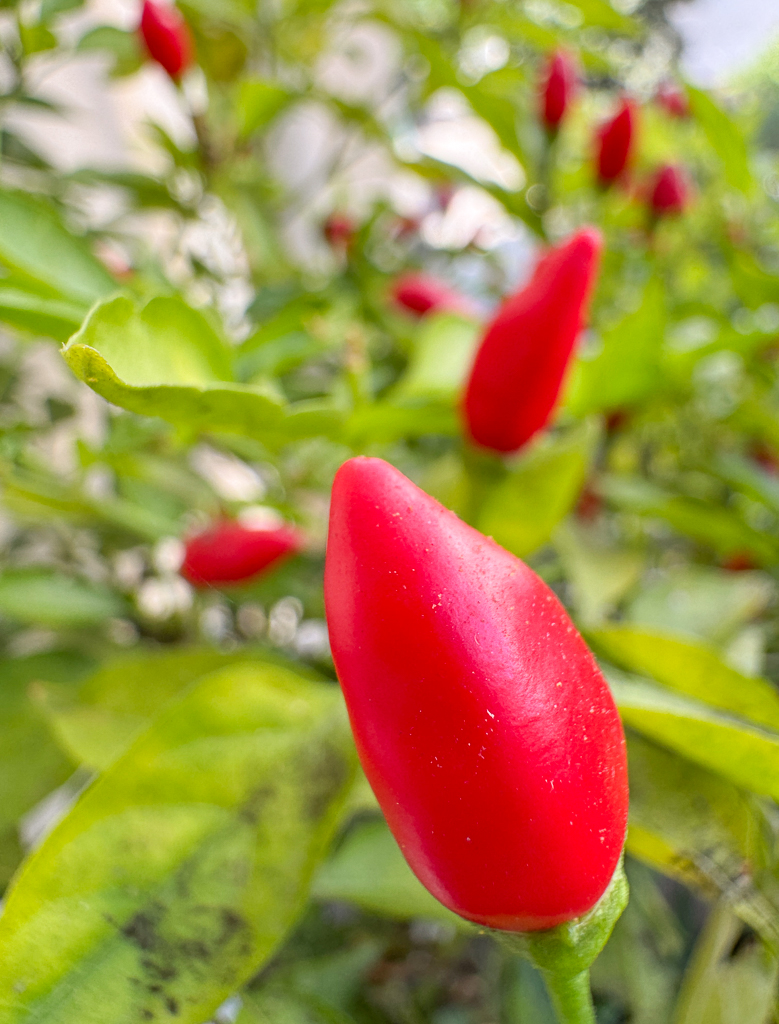 MOM’S CALABRIAN PEPPERS by Gloria Grandolini