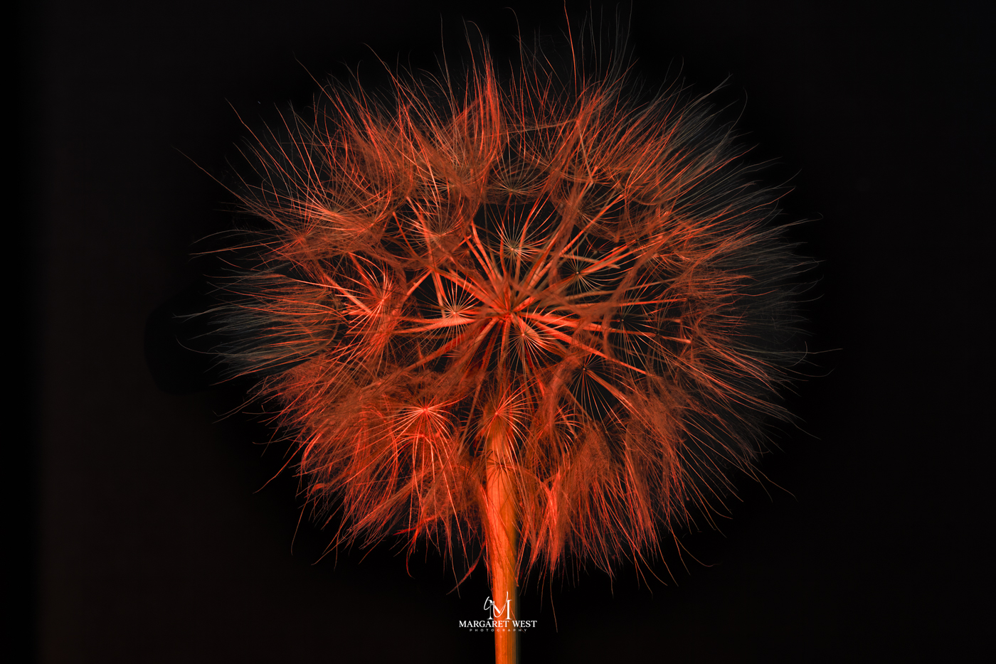 Orangish dandelion by Margaret West