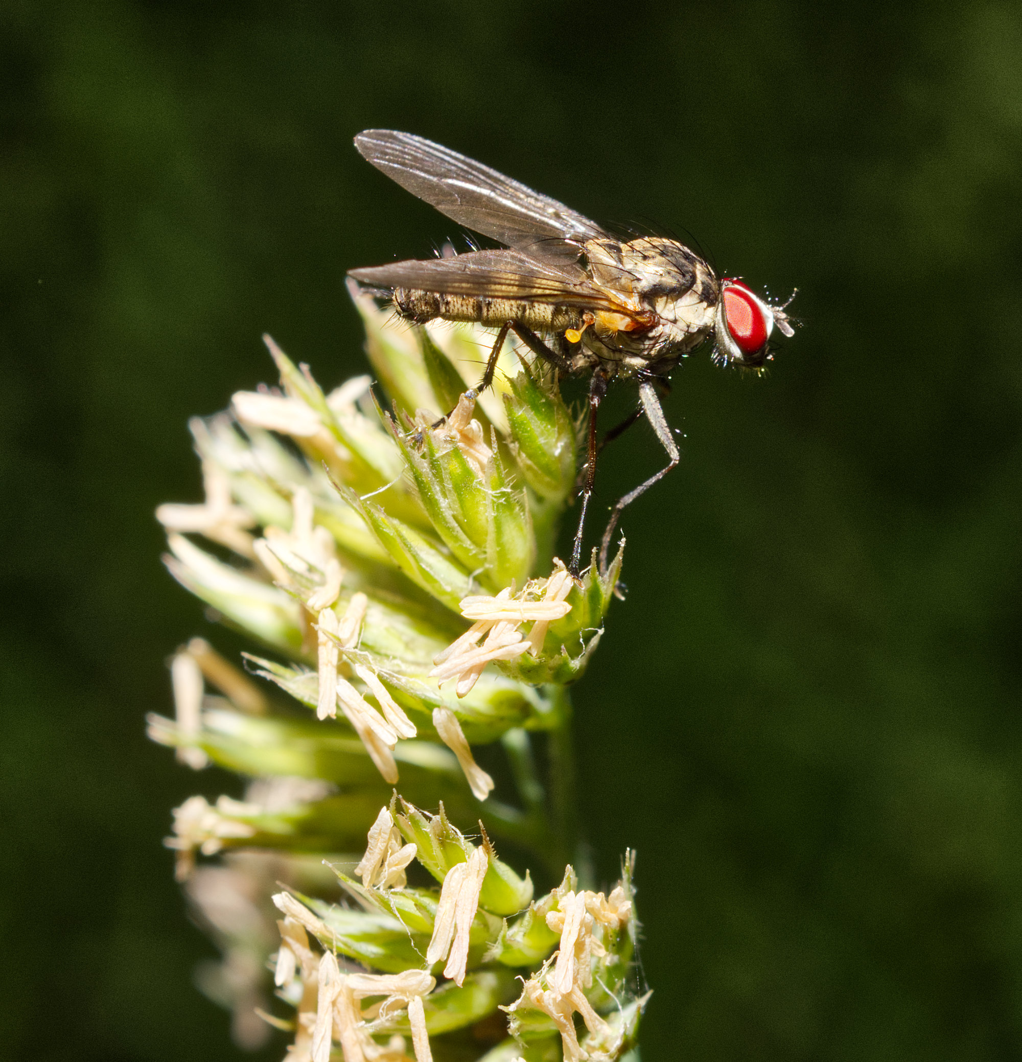Fly on a weed