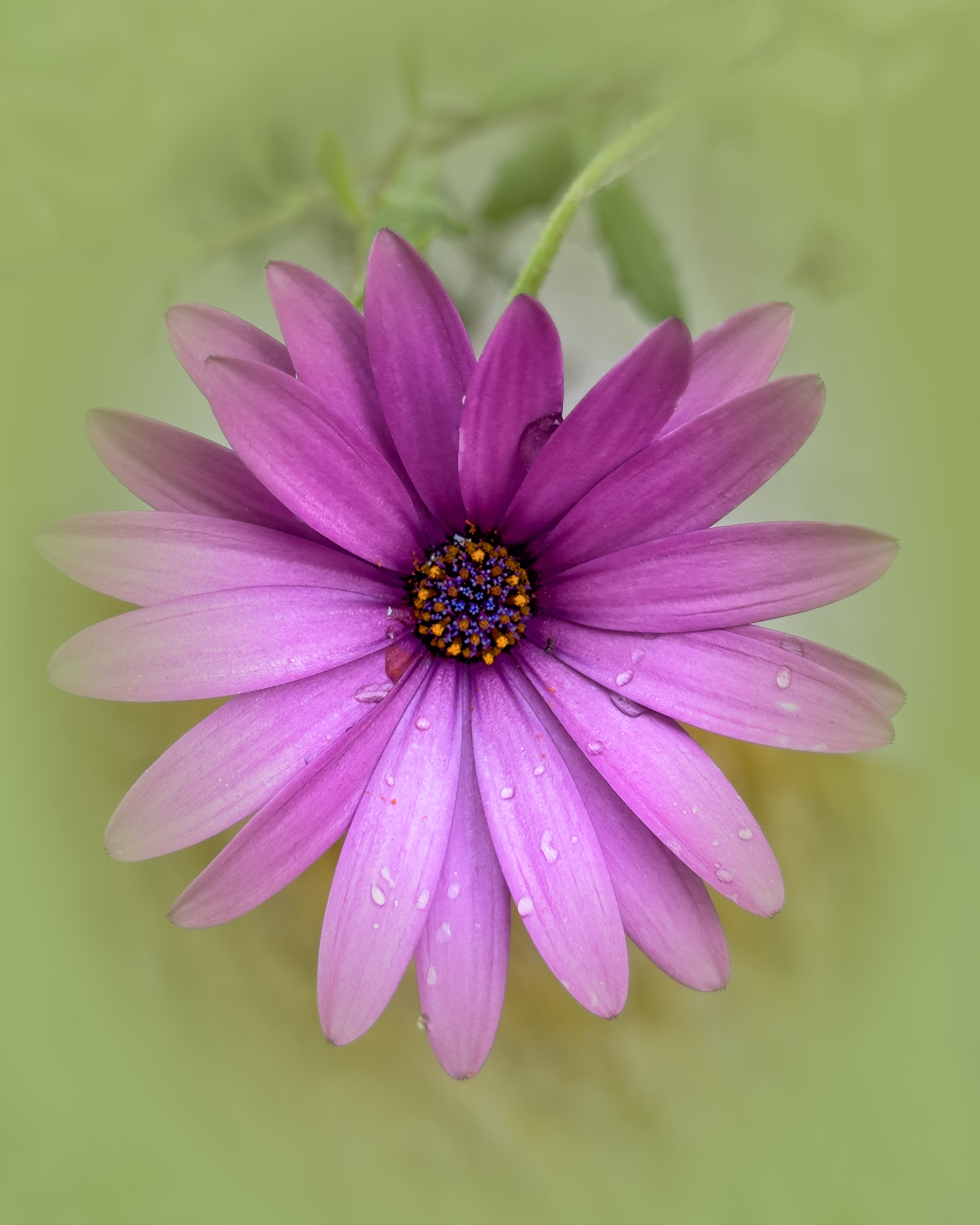 Simplicity Itself