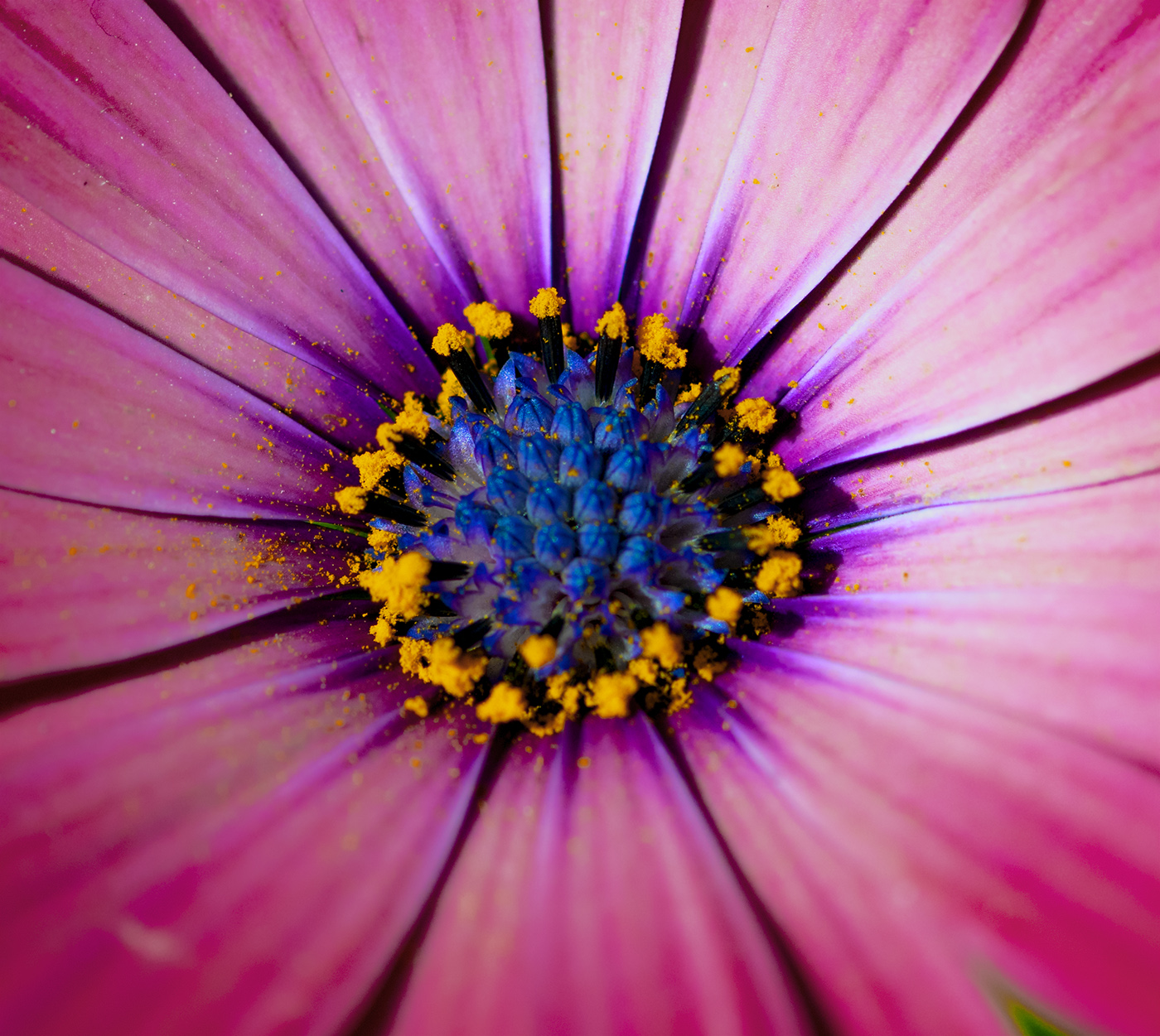 Pollen Grains on the Flower Core by Keith Au