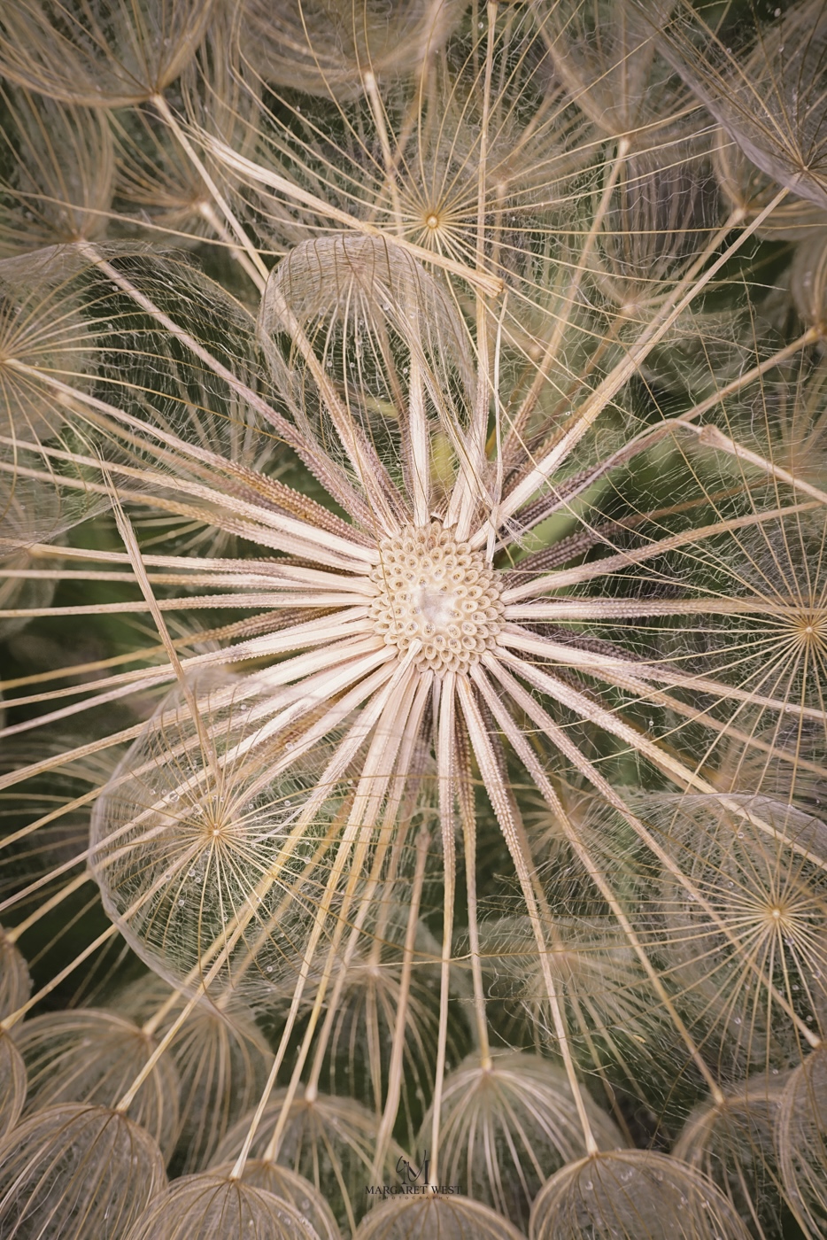 Salsify