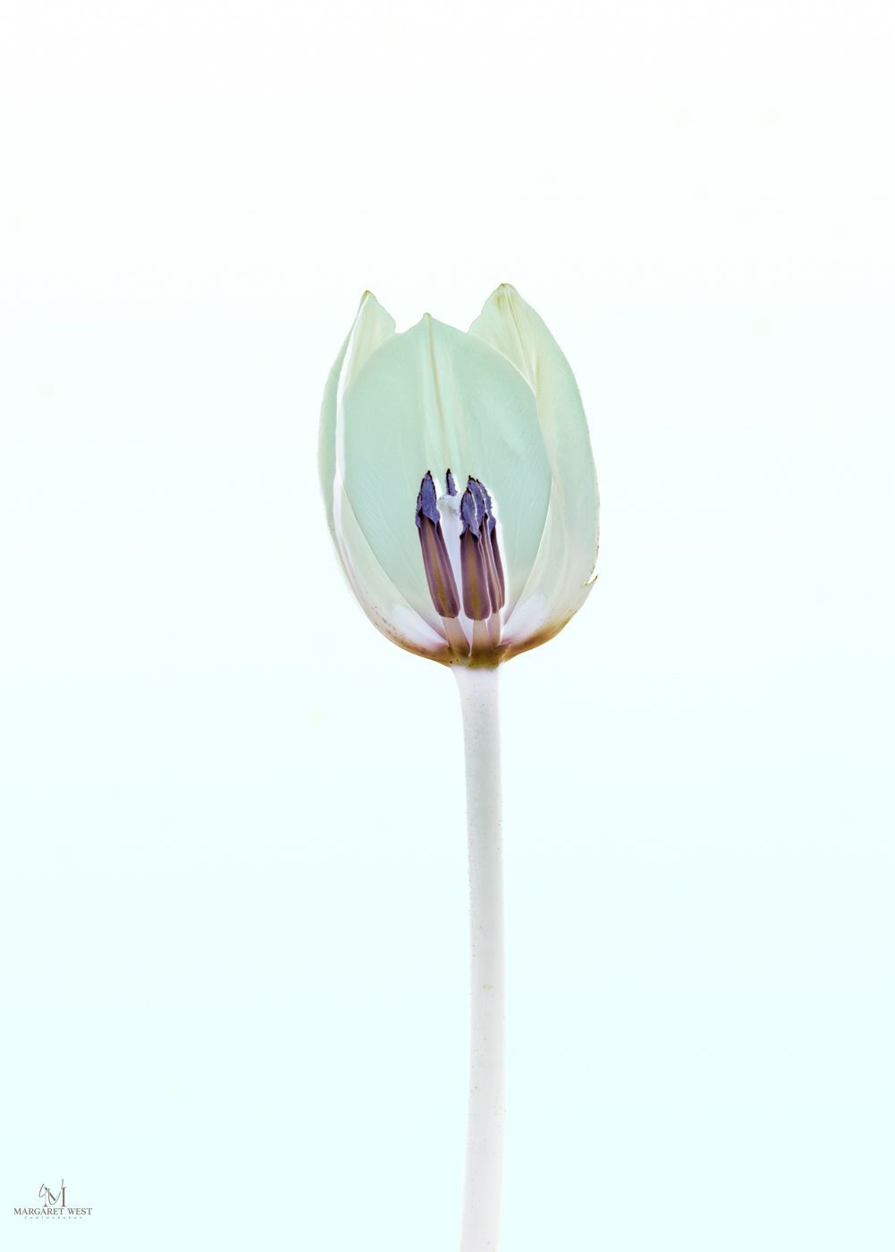 UV tulip