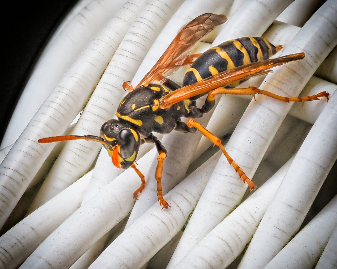 Where Shall I Place my Stinger by Carol Sheppard