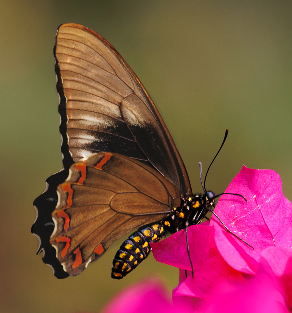 Comment Image