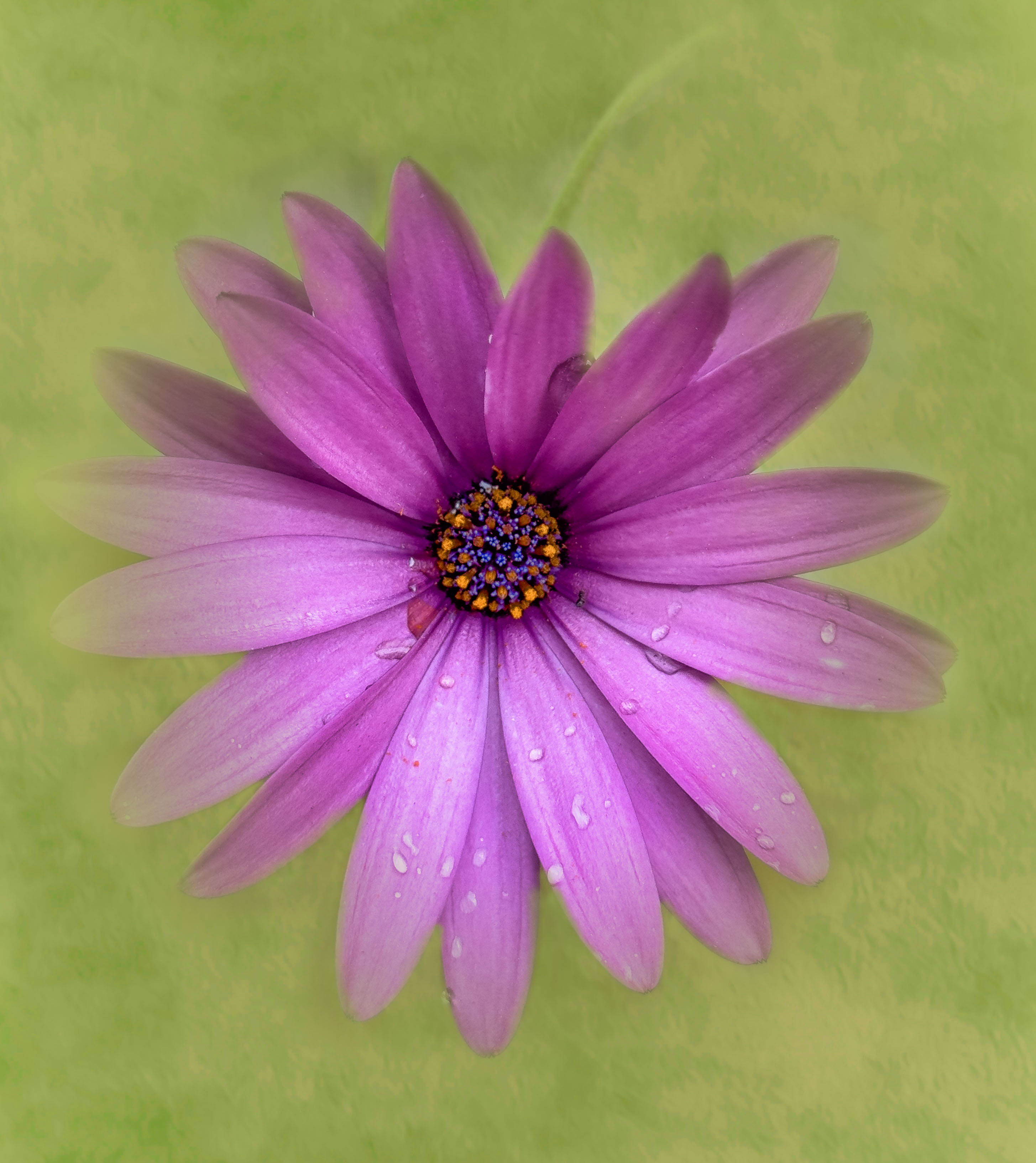 Comment Image
