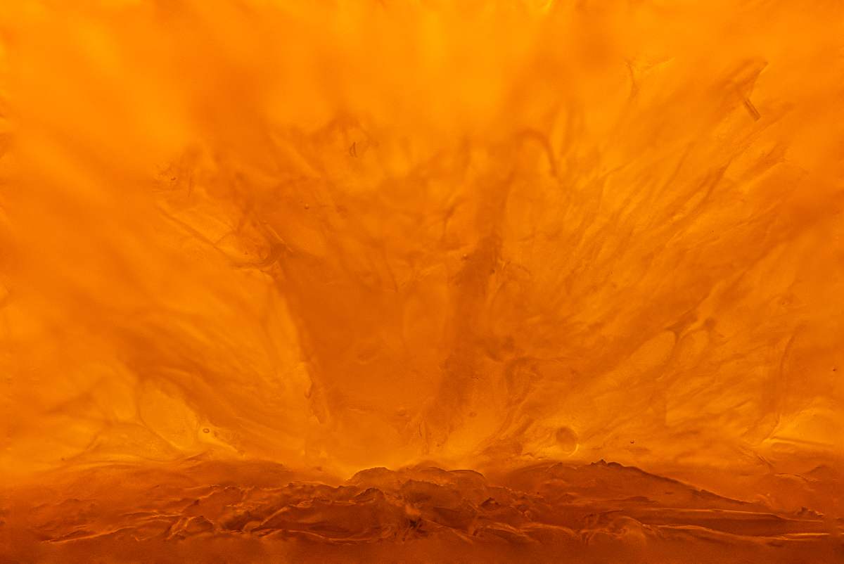 Orange explosion