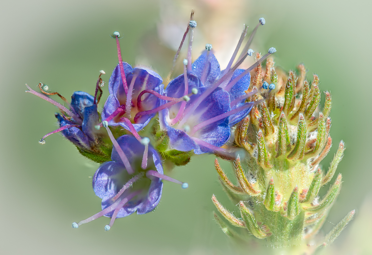 PURPLE FLOWER by Pat Glenn