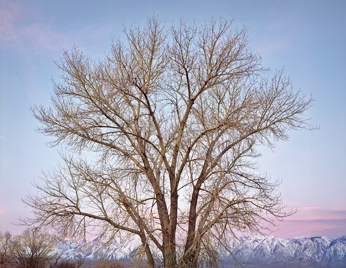 Tree, Sunrise in Eastern Sierra by Robert Atkins