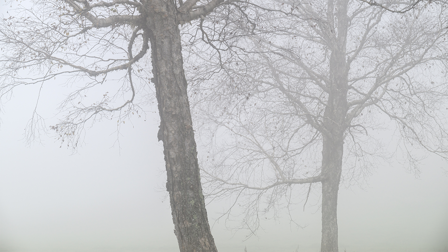 Foggy morning    by Haru Nagasaki