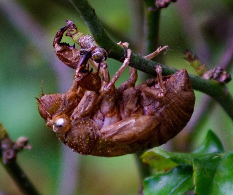 Cicada Shell by Kenneth Taylor