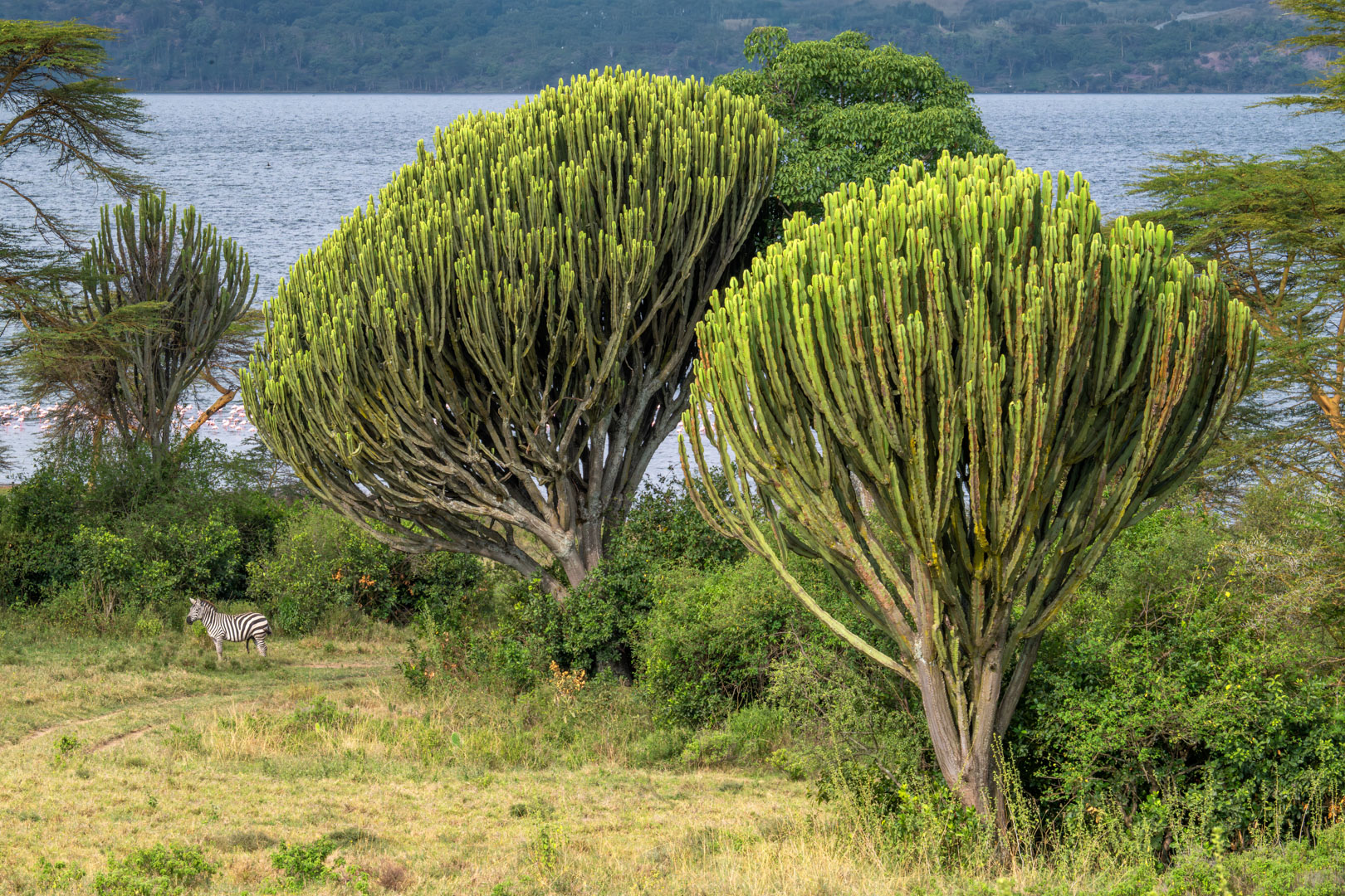 Soysambu Conservancy , A View by Pinaki Sarkar