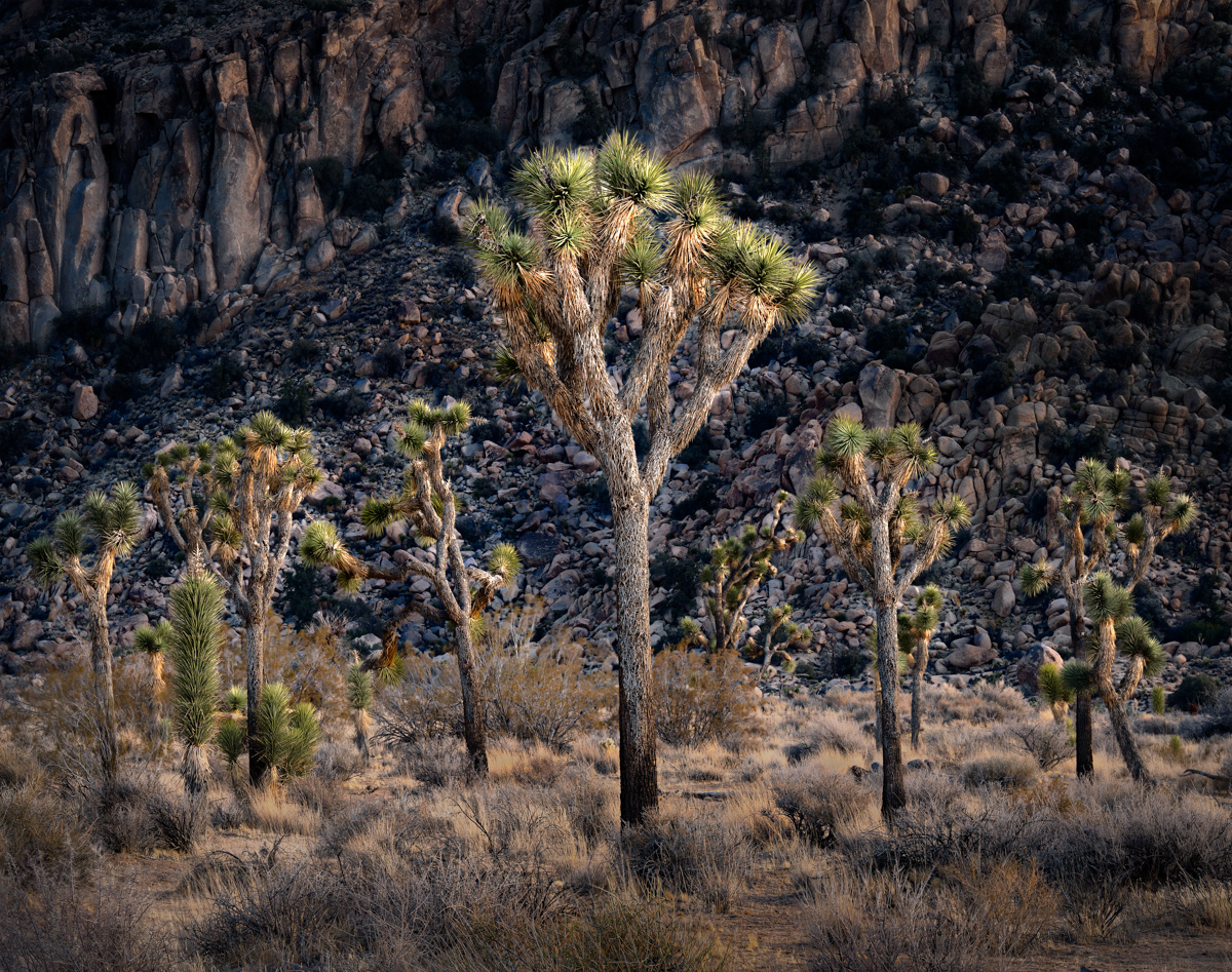 Leader by Robert Atkins