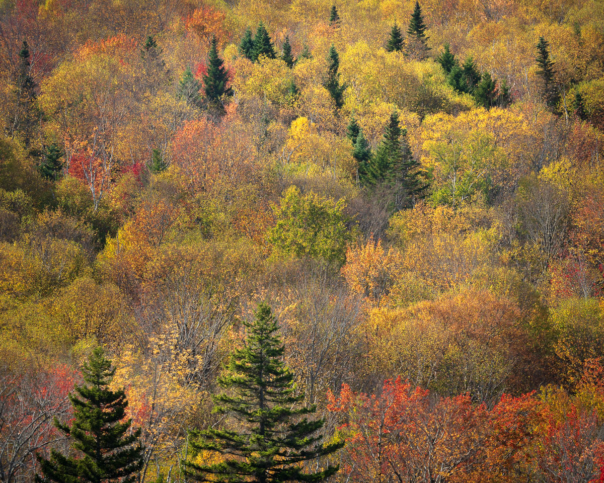 Autumn Light Show by Robert Atkins