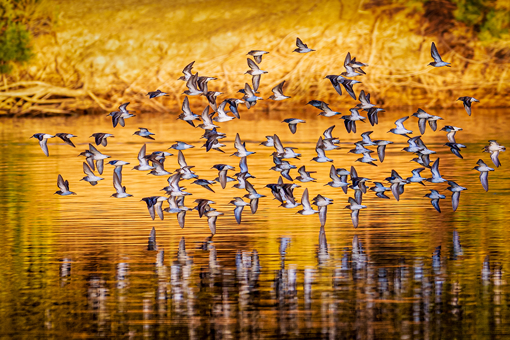 Flock of Least Sandpipers by Tim Oliver