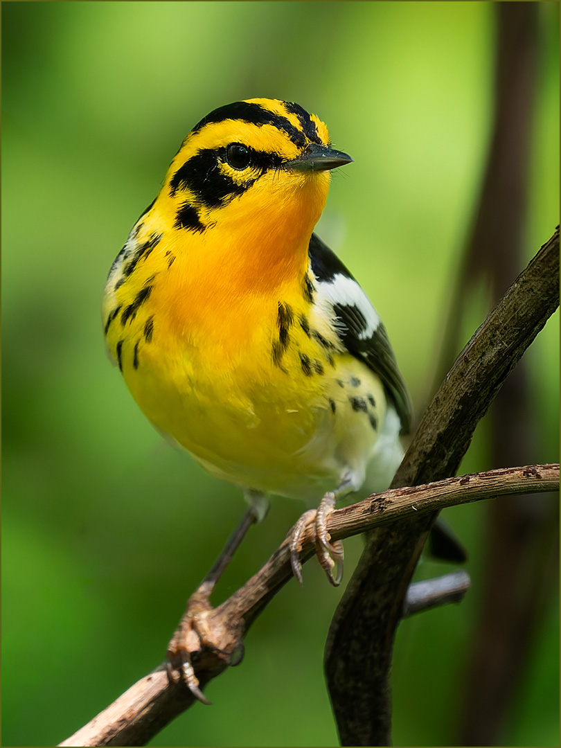 Blackburnian Warbler