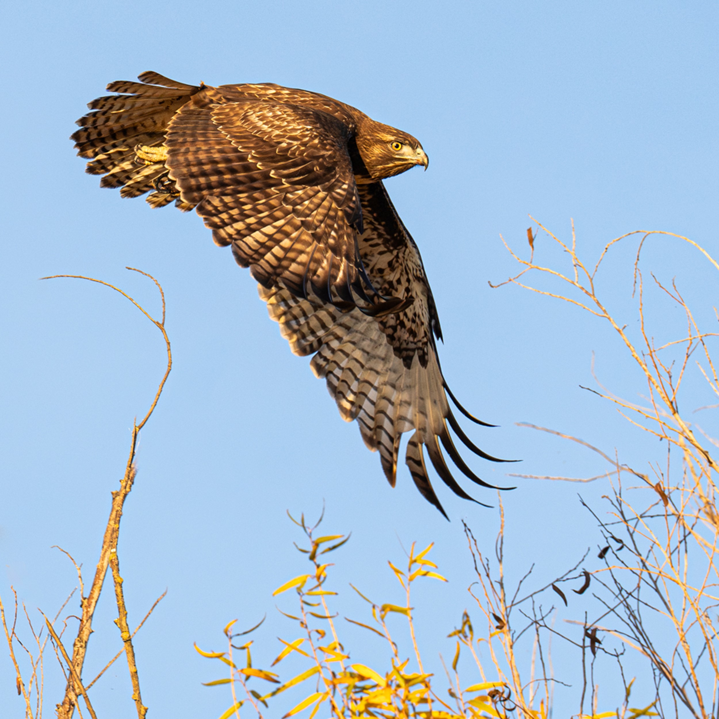 Autumn Flight by Kathleen Sewell